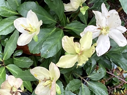 Flowers from the garden